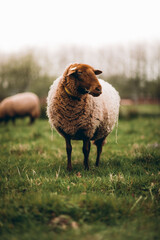 schapen in een veld