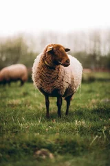 Fotobehang Olijfgroen schapen in een veld