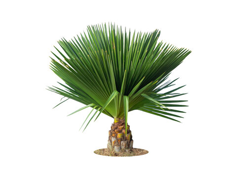 Copernicia macroglossa is a palm tree on isolated white background. Copernicia macroglossa tree with clipping path.