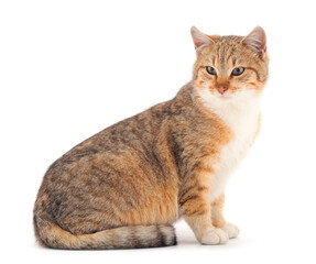 Obraz premium Brown house cat.