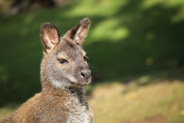 Sunny Portrait of Bennet's Wallaby in Zoo. Macropus Rufogriseus Fruticus in Zoological Garden.