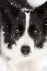 Close-up of Border Collie Face in Winter. Portrait of Black and White Dog Looking Up during Snowy Season.