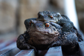 Close up of two toads mating during springtime