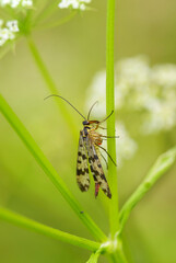 Scorpion-flie - Panorpa vulgaris, beautiful small insect from European meadows and grasslands, Czech Republic.