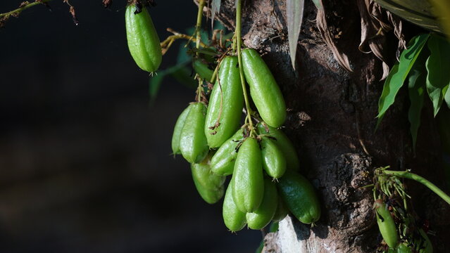 Averrhoa bilimbi is a common fruit seen in Kerala. Irumbampuli and Orkapuli is the other name of averrhoa bilimbi. Green fruits hanging in a bunch.
