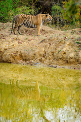 Naklejka na ściany i meble tiger in the pond with reflection