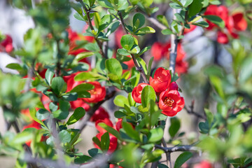 cherry blossom tree in full bloom