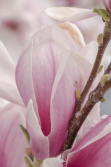 Magnolien mit Schnee