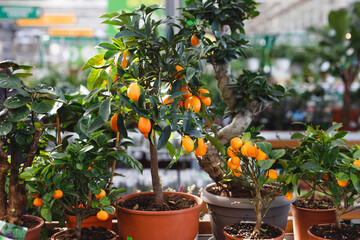 citrus dwarf trees mandarin and kumquat in garden center on shelves. - obrazy, fototapety, plakaty