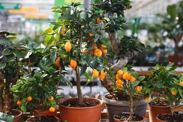 Foto op Plexiglas citrus dwarf trees mandarin and kumquat in garden center on shelves. © vladdeep