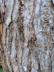 Bark tree texture with gray colour