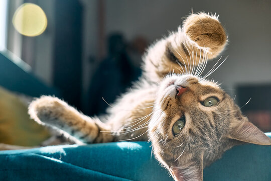 Cute tabby cat sleeping on blue sofa with yellow pillow . Funny home pet. Concept of relaxing and cozy wellbeing. Sweet dream.