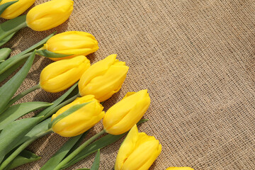 yellow tulips on beige sackcloth background. place for text