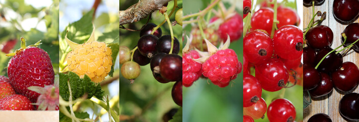 beautiful collage of photos with different berries 