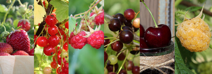 beautiful collage of photos with different berries 
