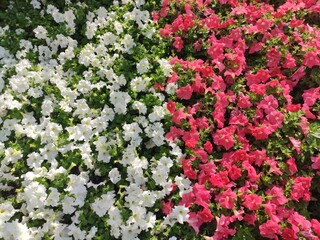 The garden of surfenia petunia