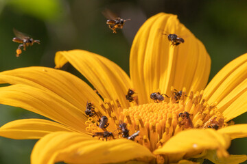 Beautiful Yellow Mexican sun flower with stingless  bee  on the flower