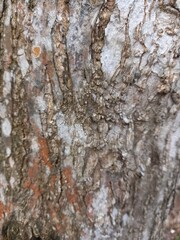 Obraz premium skin wood texture with gray colour