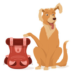 A golden retriever sits with a raised paw and ear. A pet with a tourist backpack, a fun travel. Vector illustration, cartoon, complex flat, isolated on white background