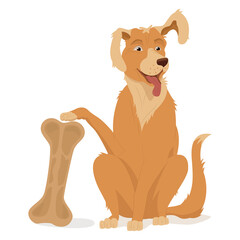 A golden retriever sits with a raised paw and ear. A pet, big bone, toy, chewing bone.  Vector illustration, cartoon, complex flat, isolated on white background