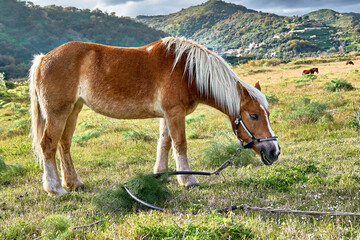 Brown horse grazing grass in a pasture. Portrait of mare eating in meadow in mountain landscape.