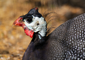 Guinea fowl. Poultry close-up. Agriculture and breeding of birds