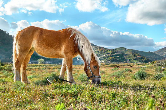 Brown horse grazing grass in a pasture. Portrait of mare eating in meadow in mountain landscape.