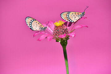 Two beautiful tawny coster butterflies perched on a common zinnia flower.