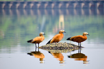 A beautiful Ruddy Shelduck (Tadorna ferruginea) on the  water.