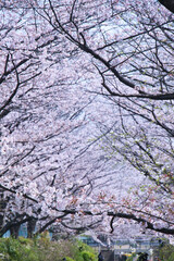 江川せせらぎ緑道の桜とチューリップと菜の花