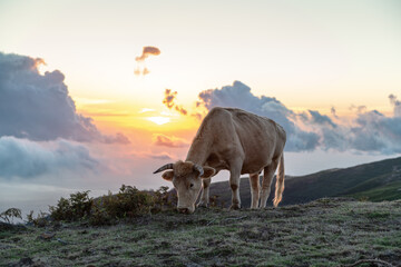 Brown cow grazing in Madeira mountains at sunset