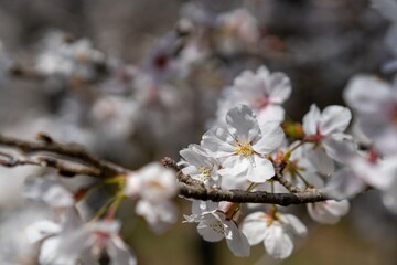 桜の花のクローズアップ写真