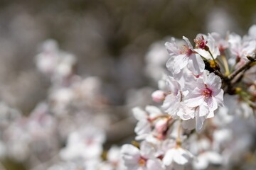 桜の花のクローズアップ写真