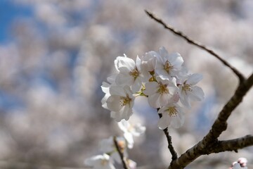 桜の花のクローズアップ写真
