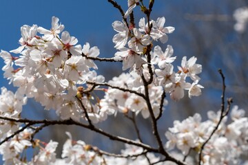 桜の花のクローズアップ写真