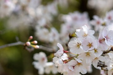 Obraz premium 桜の花のクローズアップ写真