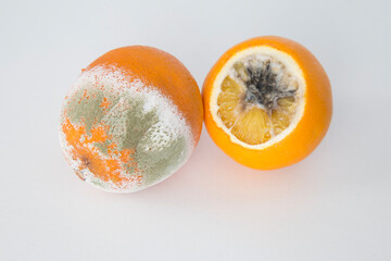 moldy and rotten oranges on a white background