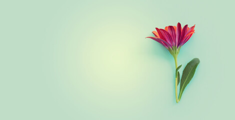Naklejka premium Top view image of purple chrysanthemum flowers composition over blue background. Flat lay