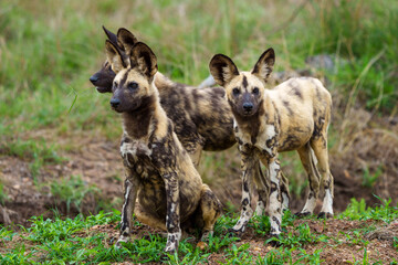 African wild dog, African painted dog, painted wolf or African hunting dog (Lycaon pictus)....