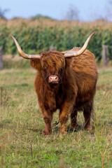 schottische Hochlandrinder - Lausitzer Seenland - am Sabrodter See