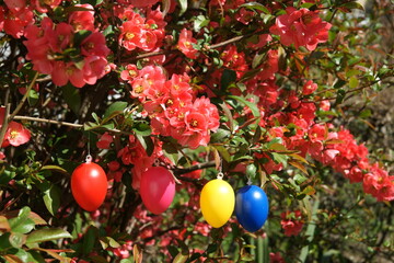 Ostereier an einem Zierquittenstrauch