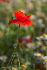 Fototapeta premium Klatschmohn