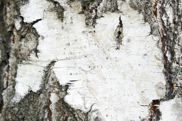 A frame of black and white stripes and a cracked natural birch texture. A birch trunk with space to copy. High quality photo