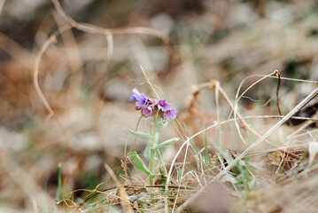 Little violet flowers of lungwort - medicinal plant