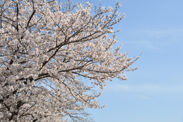 桜の花　青空　