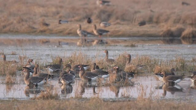 Flock of White-fronted geese