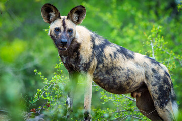 African wild dog, African painted dog, painted wolf or African hunting dog (Lycaon pictus). Mpumalanga. South Africa.