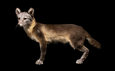 A arctic fox, summer coat, isolated on a black background