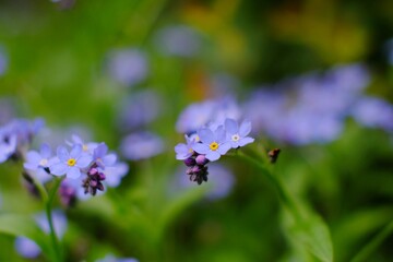 Fioletowe kwiaty sfotografowane w małej głębi ostrości. Widoczny gładki bokeh © Radosaw
