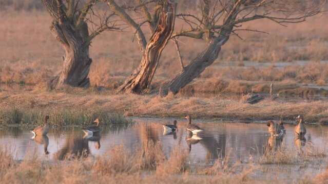 Flock of White-fronted geese